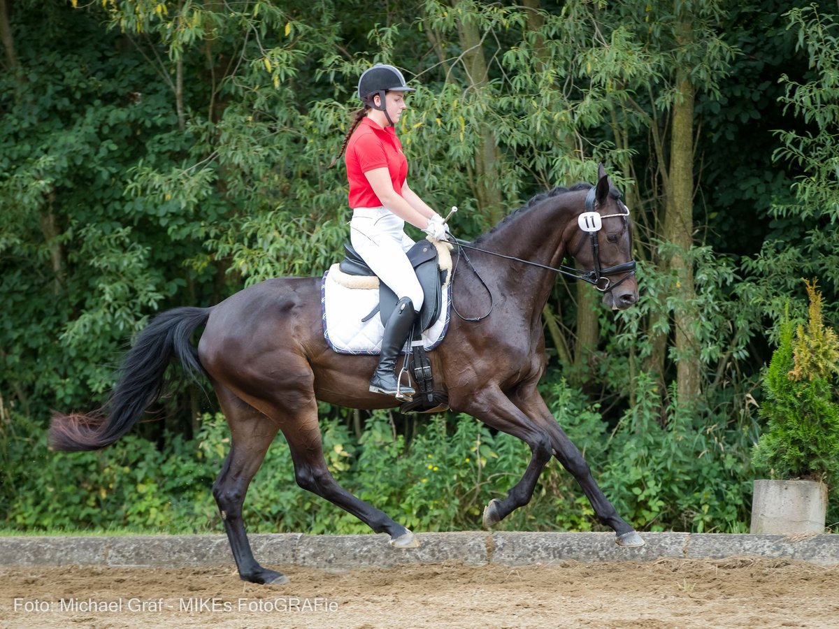 Österreichisches Warmblut Stute 6 Jahre 169 cm Schwarzbrauner in Peisching