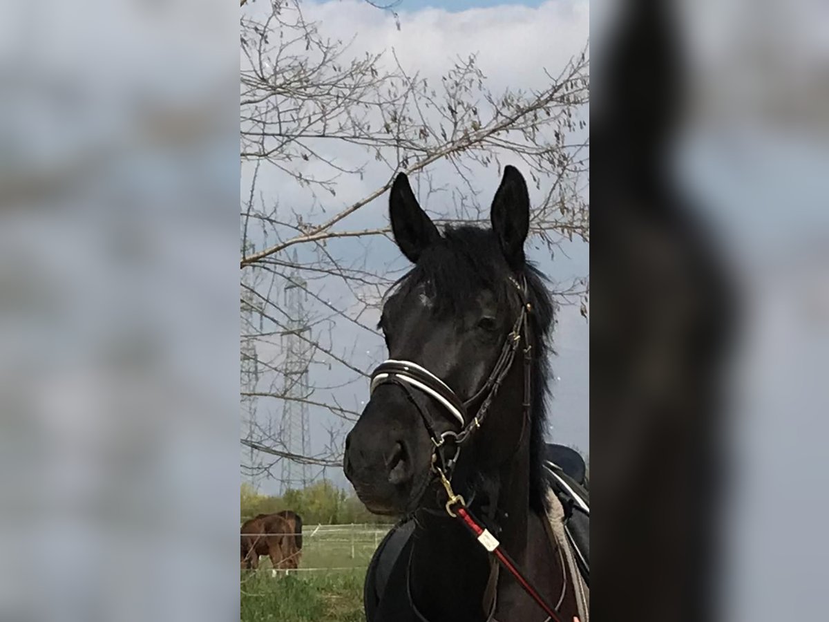Österreichisches Warmblut Stute 6 Jahre 175 cm Rappe in Perchtoldsdorf