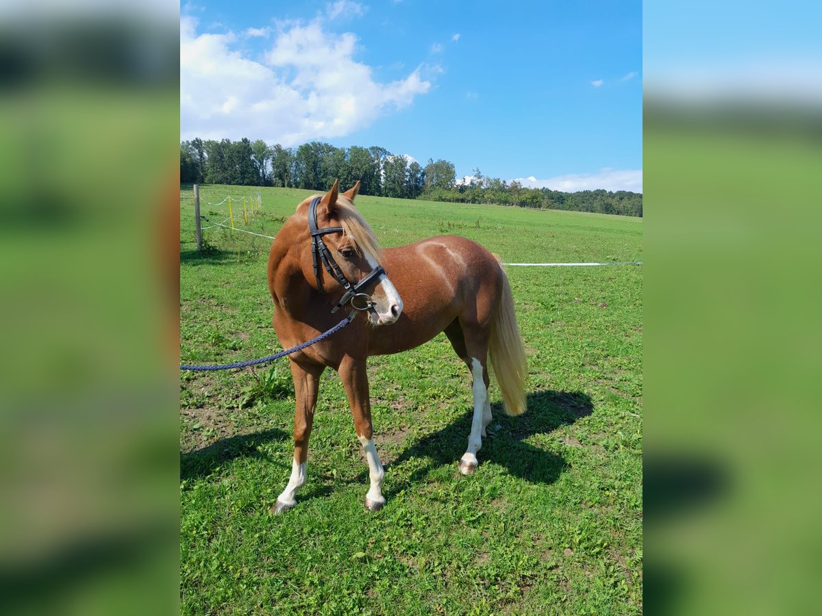 Österreichisches Warmblut Stute 7 Jahre 142 cm Dunkelfuchs in St.Florian