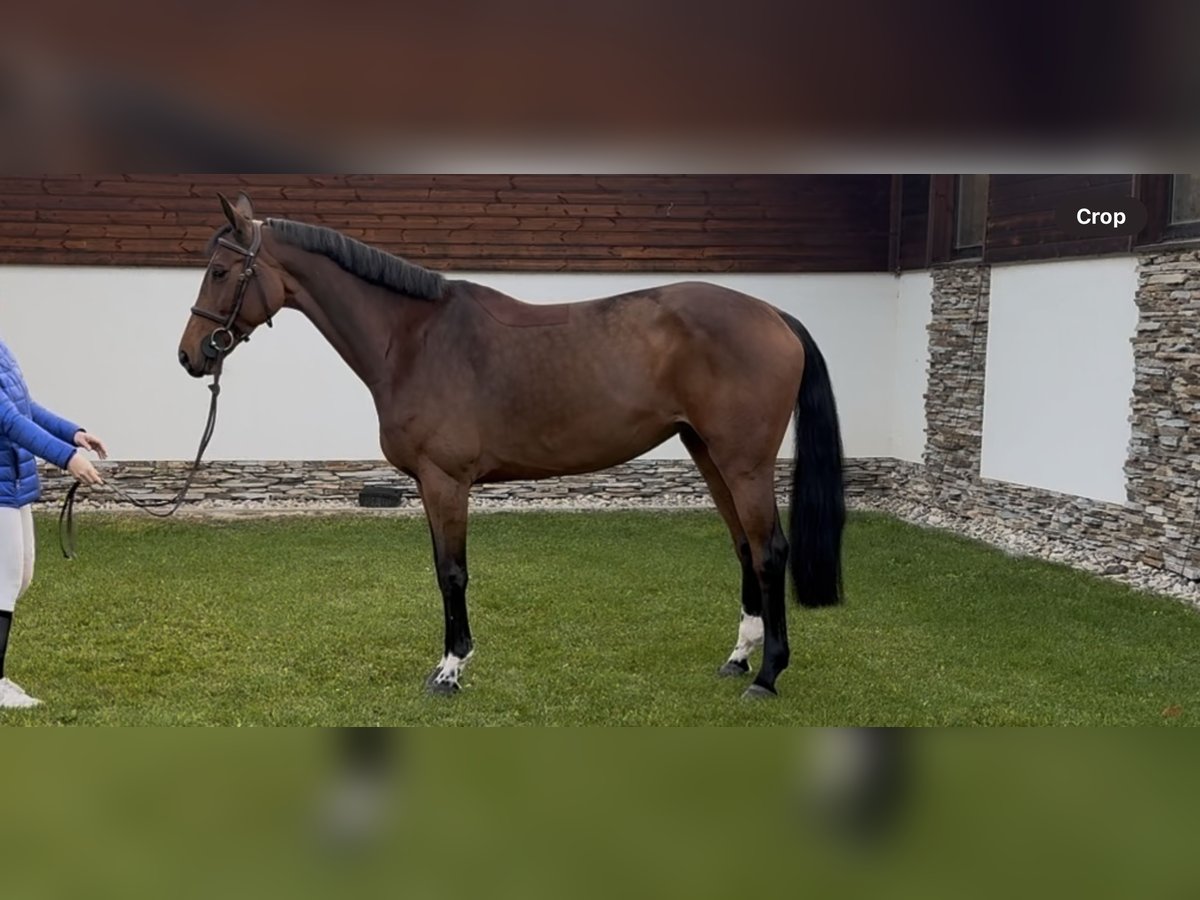 Österreichisches Warmblut Stute 7 Jahre 165 cm Brauner in Gallbrunn