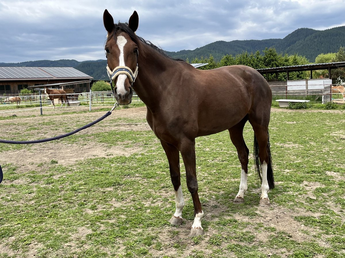 Österreichisches Warmblut Stute 7 Jahre 173 cm Dunkelfuchs in Kapfenberg