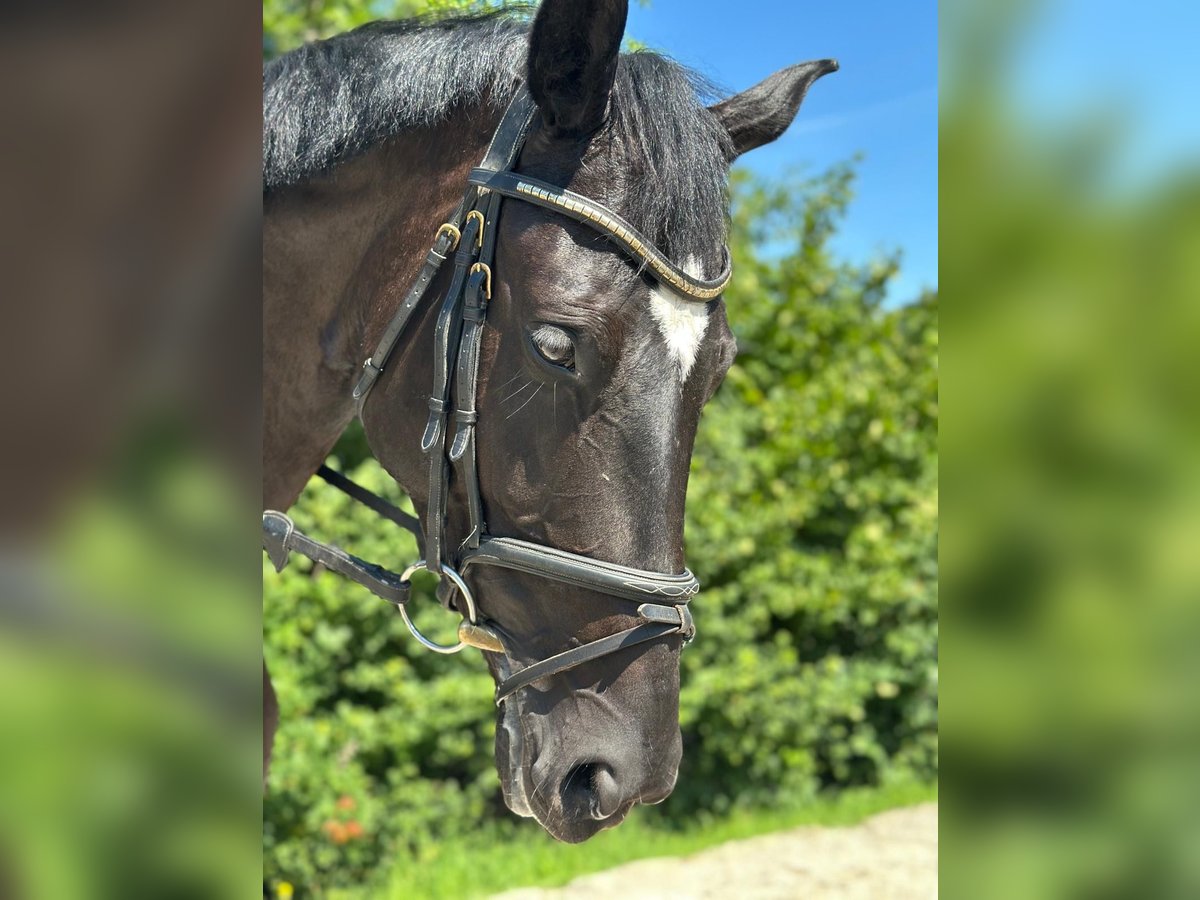 Österreichisches Warmblut Stute 7 Jahre 174 cm Rappe in Gleinkerau