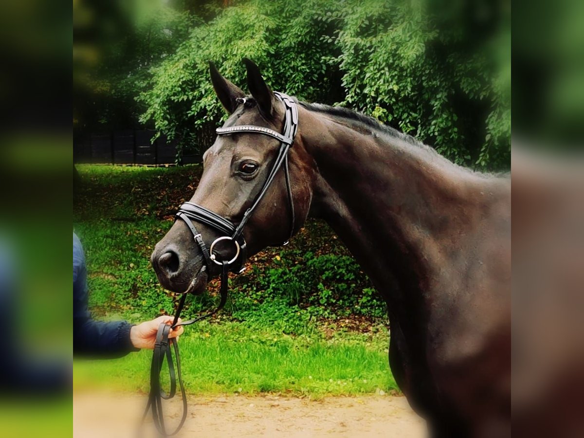 Österreichisches Warmblut Stute 8 Jahre 172 cm Schwarzbrauner in Mörnsheim