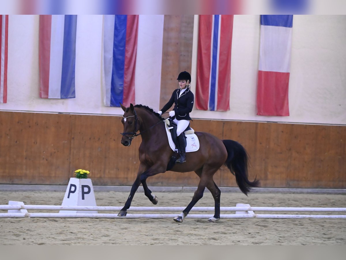 Österreichisches Warmblut Stute 8 Jahre 175 cm Brauner in Markt Hartmannsdorf