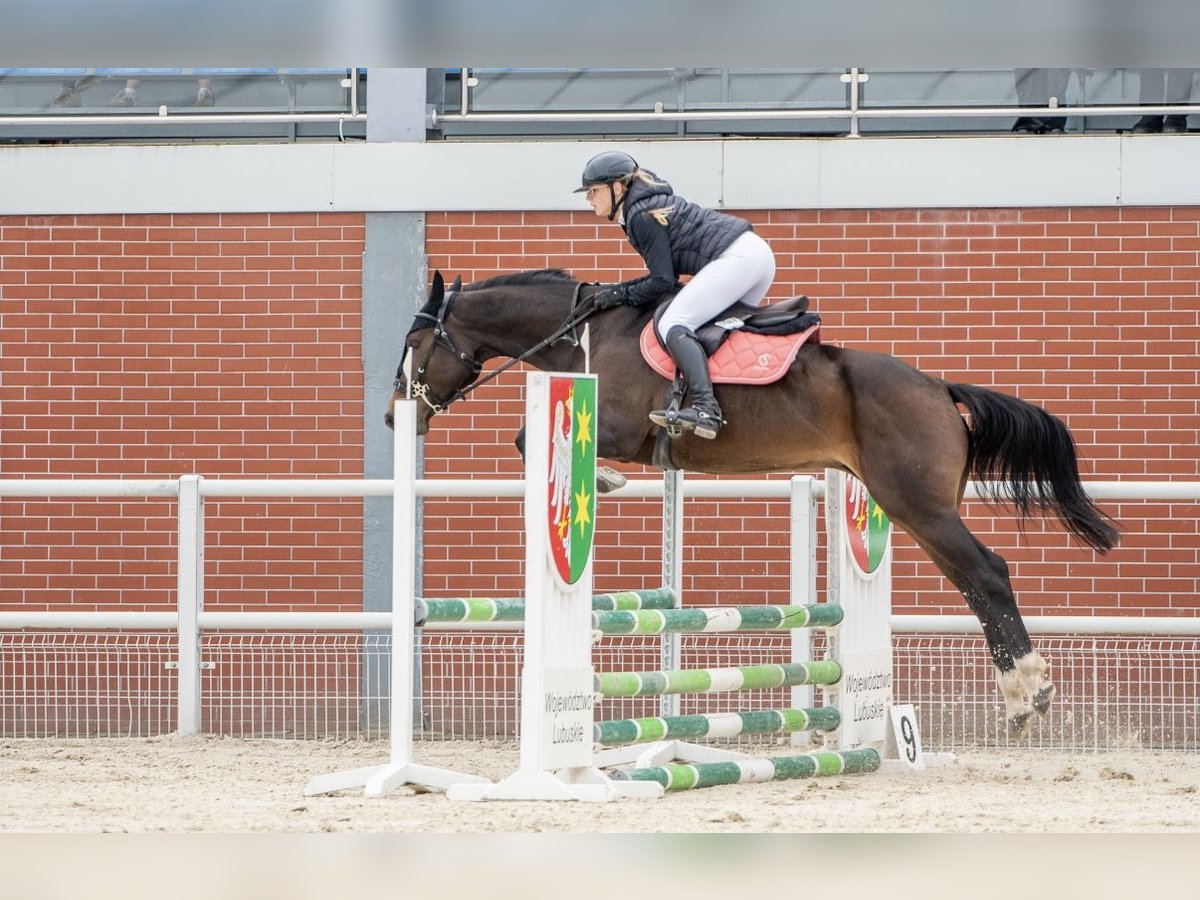 Österreichisches Warmblut Stute 9 Jahre 165 cm Rotbrauner in Swiniary