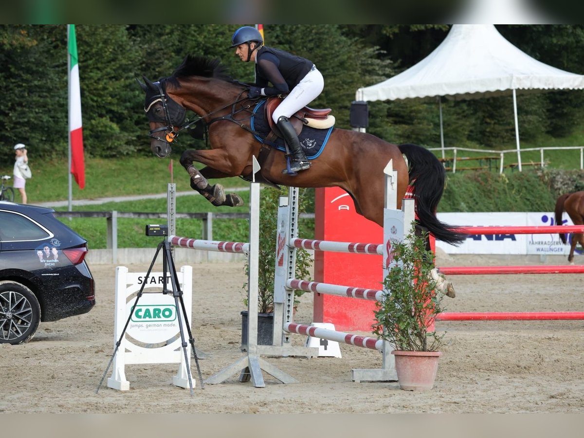 Österreichisches Warmblut Stute 9 Jahre 167 cm Brauner in Maria Alm