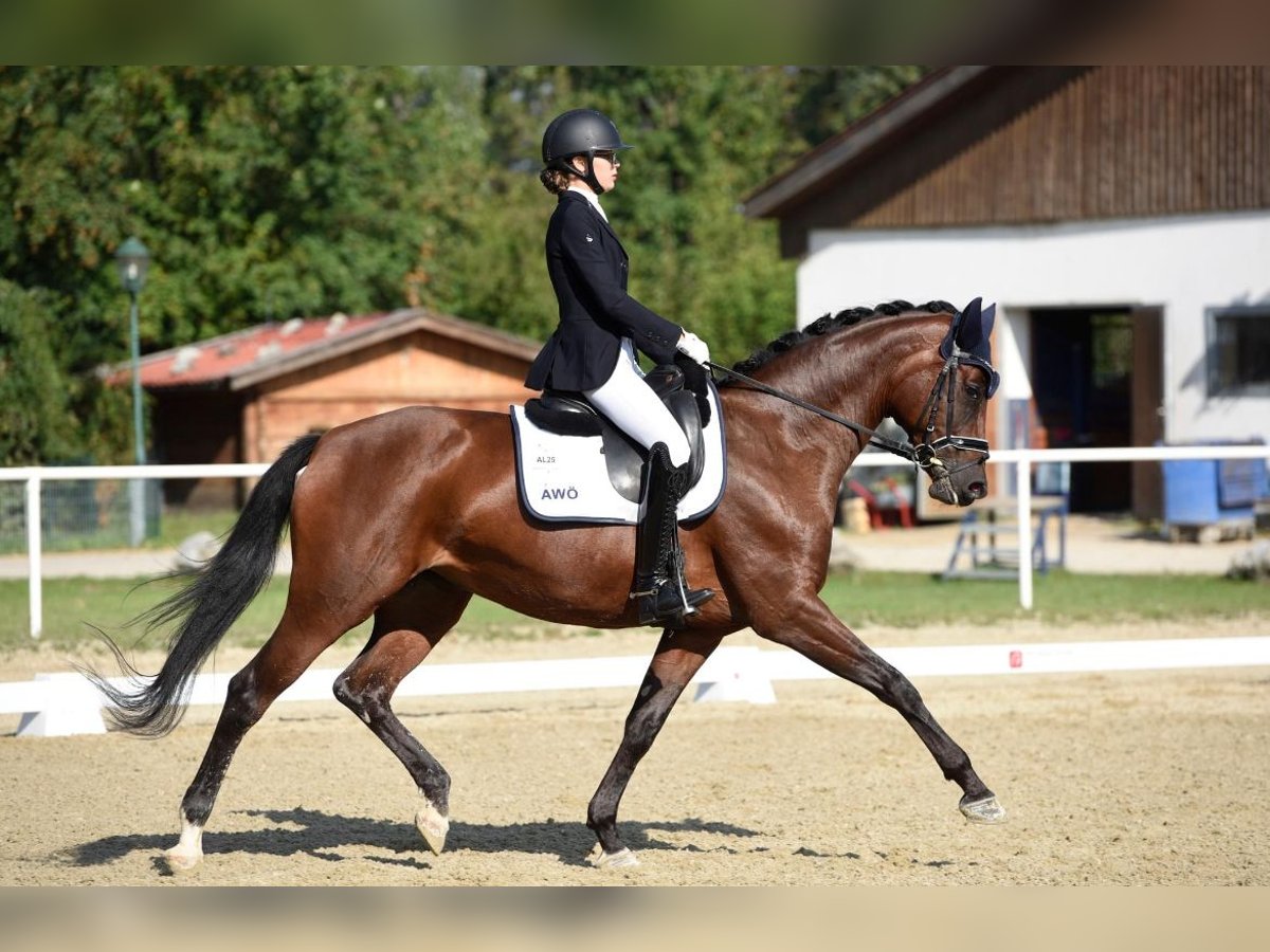 Österreichisches Warmblut Stute 9 Jahre 168 cm Brauner in Klein-Neusiedl