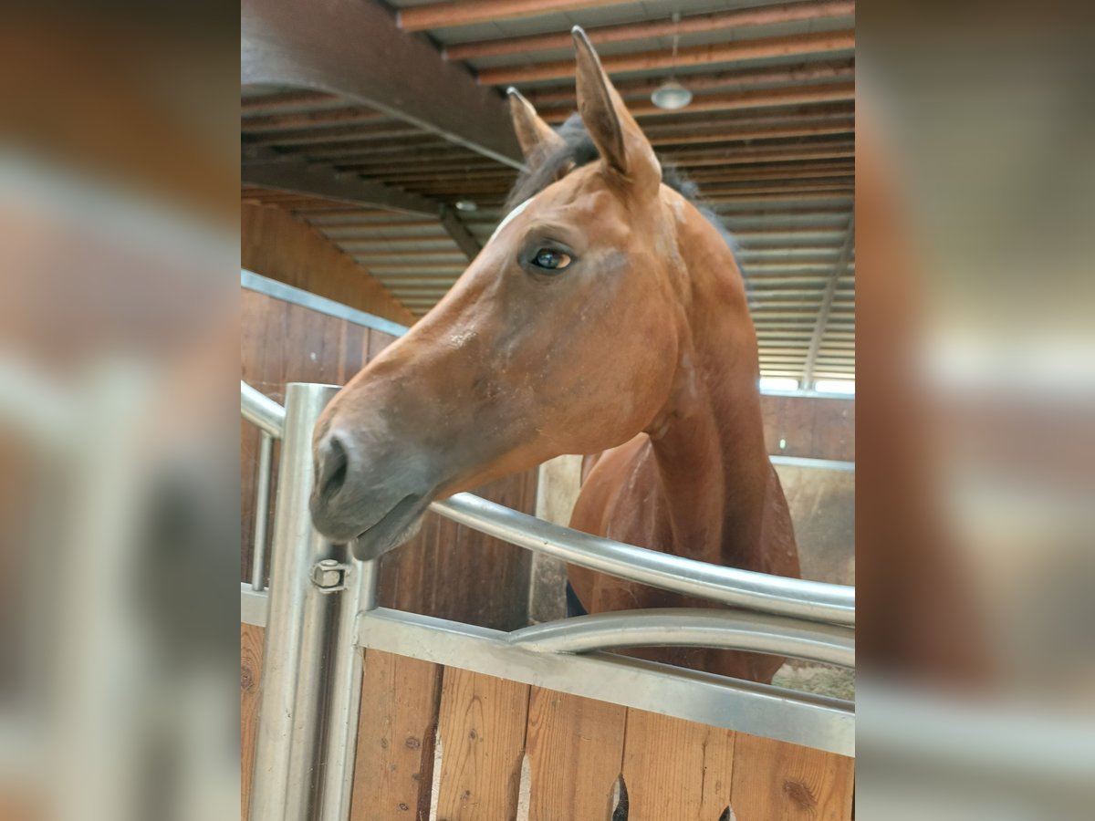 Österreichisches Warmblut Stute 9 Jahre 170 cm Brauner in Hart bei Graz