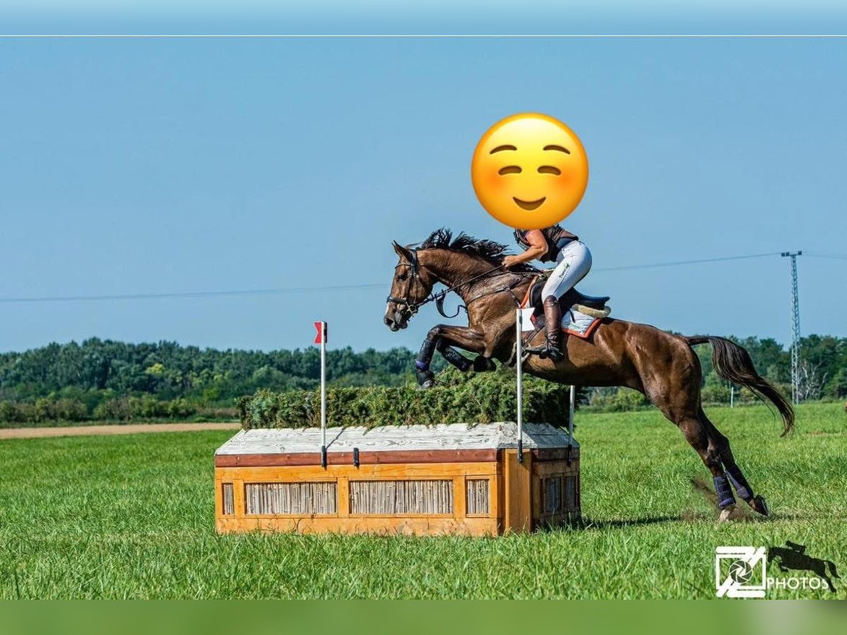 Österreichisches Warmblut Stute 9 Jahre 173 cm Brauner in Traidendorf