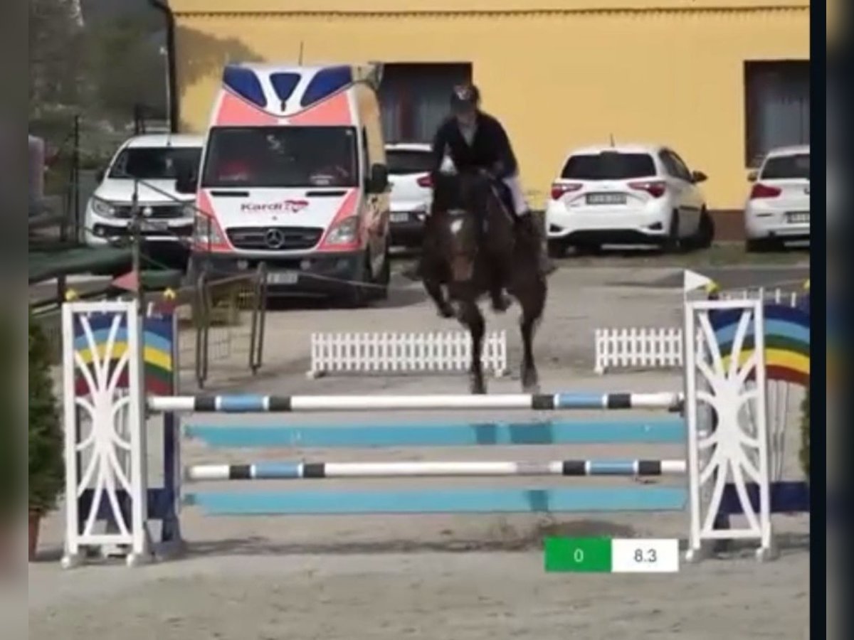 Österreichisches Warmblut Stute 9 Jahre Dunkelbrauner in Nowy Świat