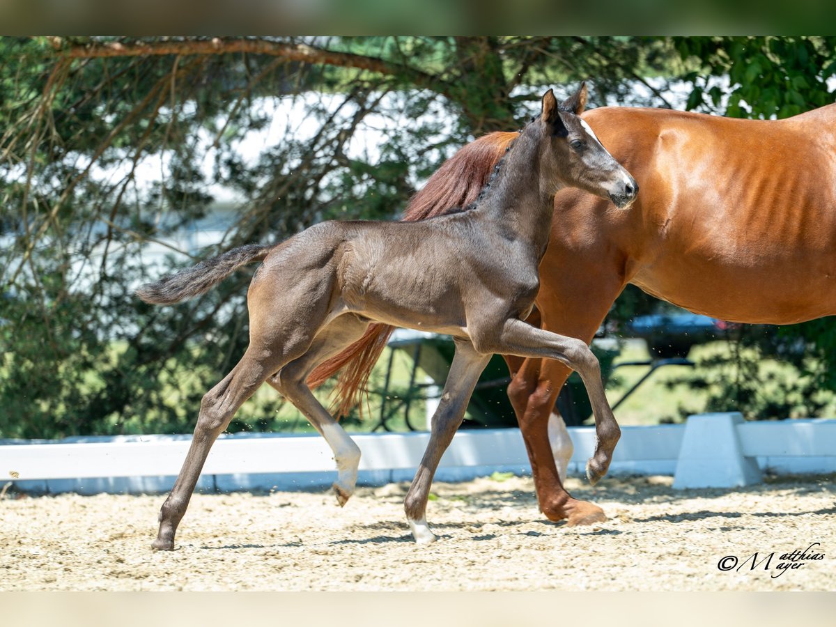Österreichisches Warmblut Stute Fohlen (06/2025) 168 cm Dunkelbrauner in St. Josef