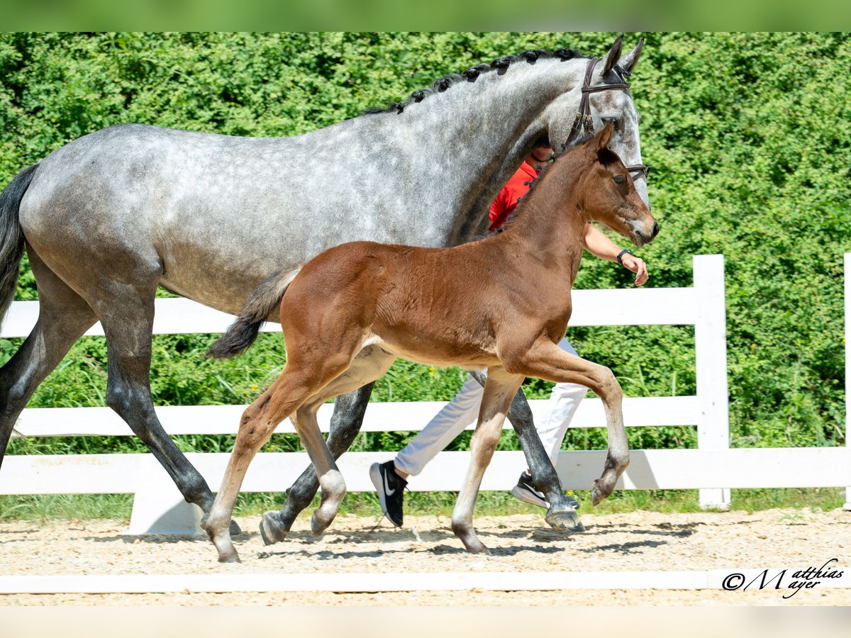 Österreichisches Warmblut Stute Fohlen (05/2025) 168 cm Kann Schimmel werden in Mettmach