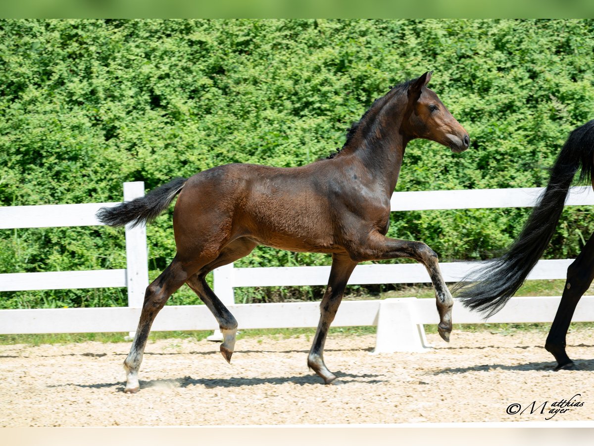Österreichisches Warmblut Stute Fohlen (03/2025) 170 cm Dunkelbrauner in Mehrnbach