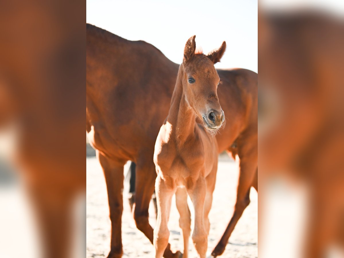 Österreichisches Warmblut Stute  170 cm Dunkelfuchs in Kronegg