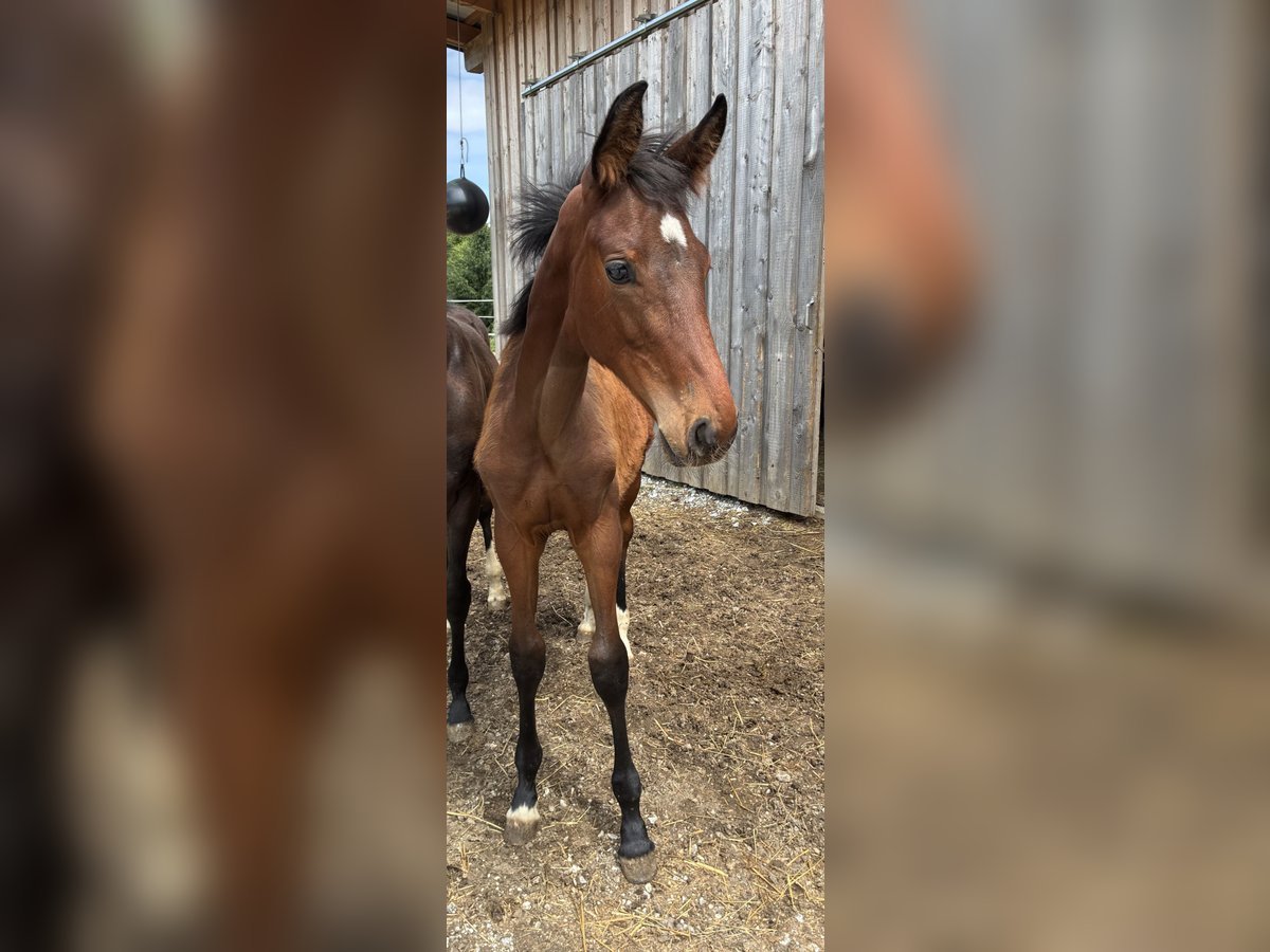 Österreichisches Warmblut Stute  172 cm Brauner in Tiefenbach