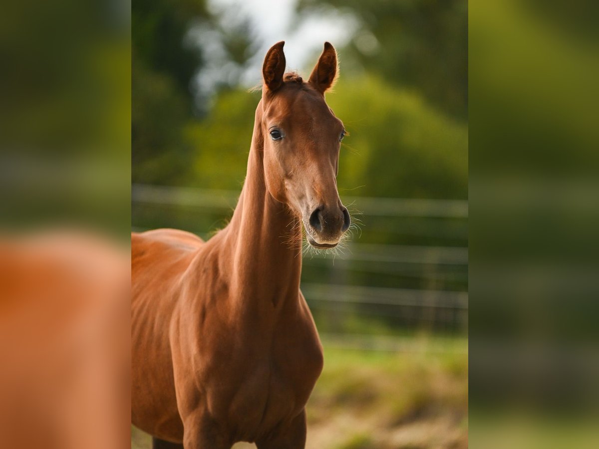 Österreichisches Warmblut Stute Fohlen (03/2025) 172 cm Dunkelfuchs in Kronegg