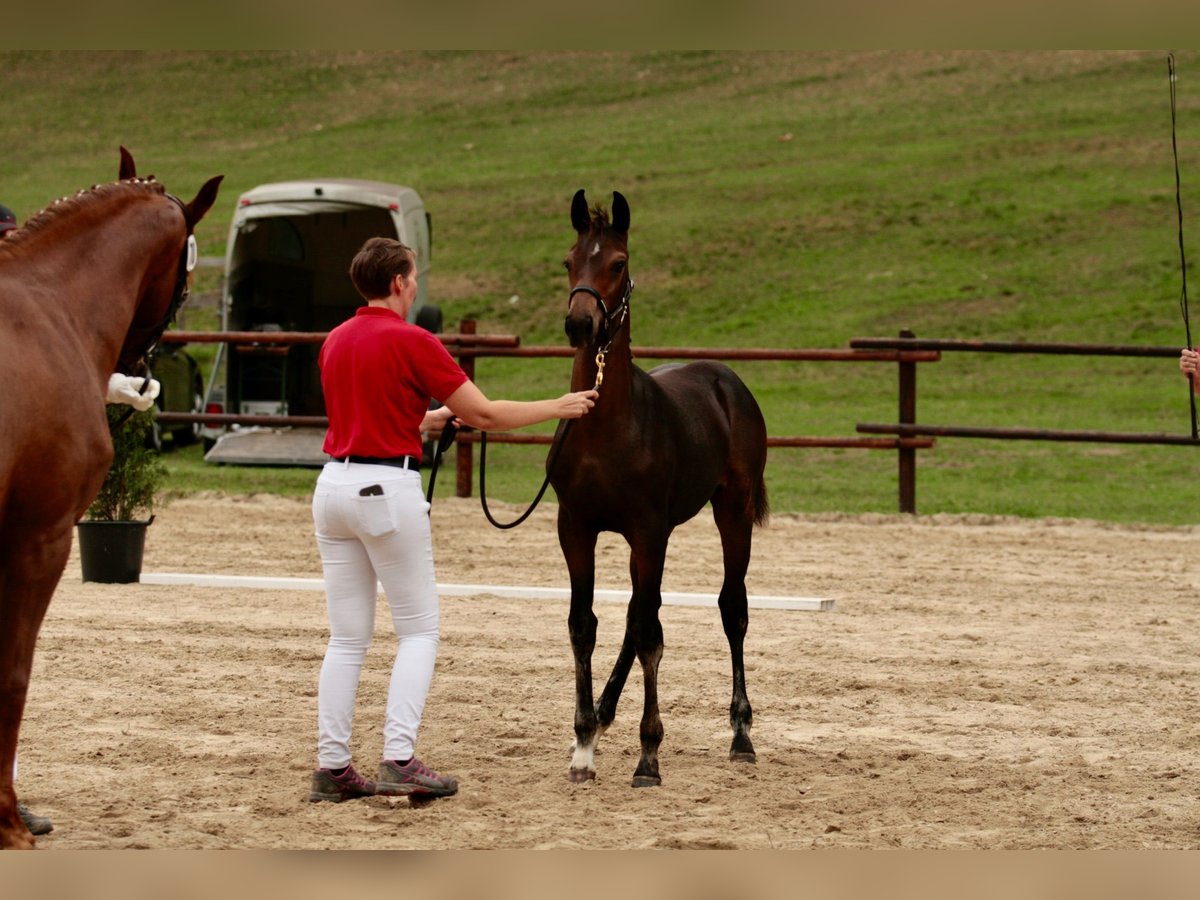 Österreichisches Warmblut Stute Fohlen (05/2025) Dunkelbrauner in Laaben