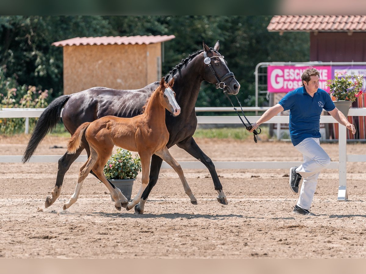 Österreichisches Warmblut Stute Fohlen (06/2024) Fuchs in Peisching