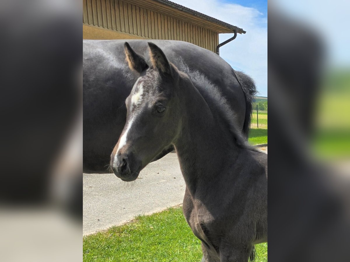 Österreichisches Warmblut Stute  Rappe in Pfarrkirchen