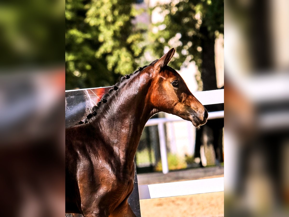Österreichisches Warmblut Stute Fohlen (03/2025) Rappe in Tr&#xF6;stlberg