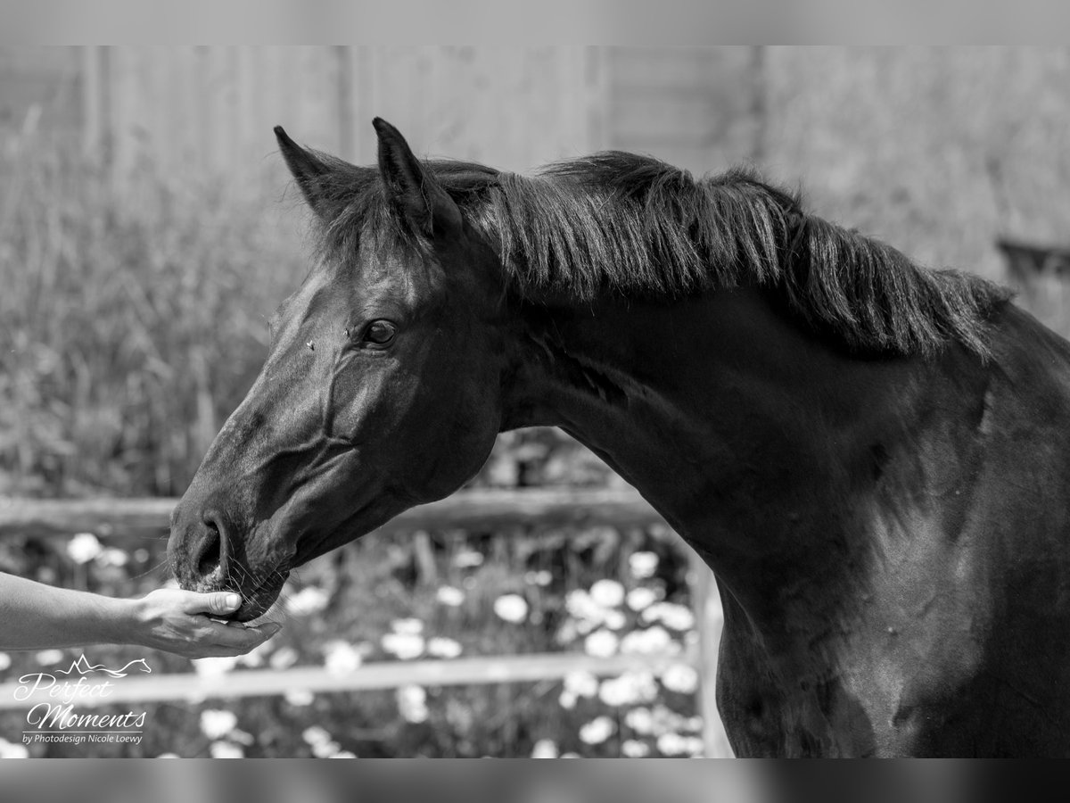 Österreichisches Warmblut Wallach 10 Jahre 160 cm in Ramsau