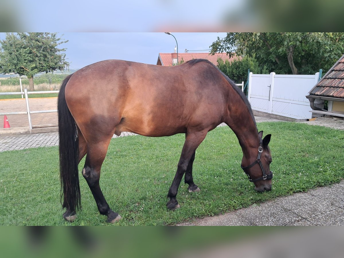 Österreichisches Warmblut Wallach 10 Jahre 163 cm Dunkelbrauner in Waidhofen an der thaya