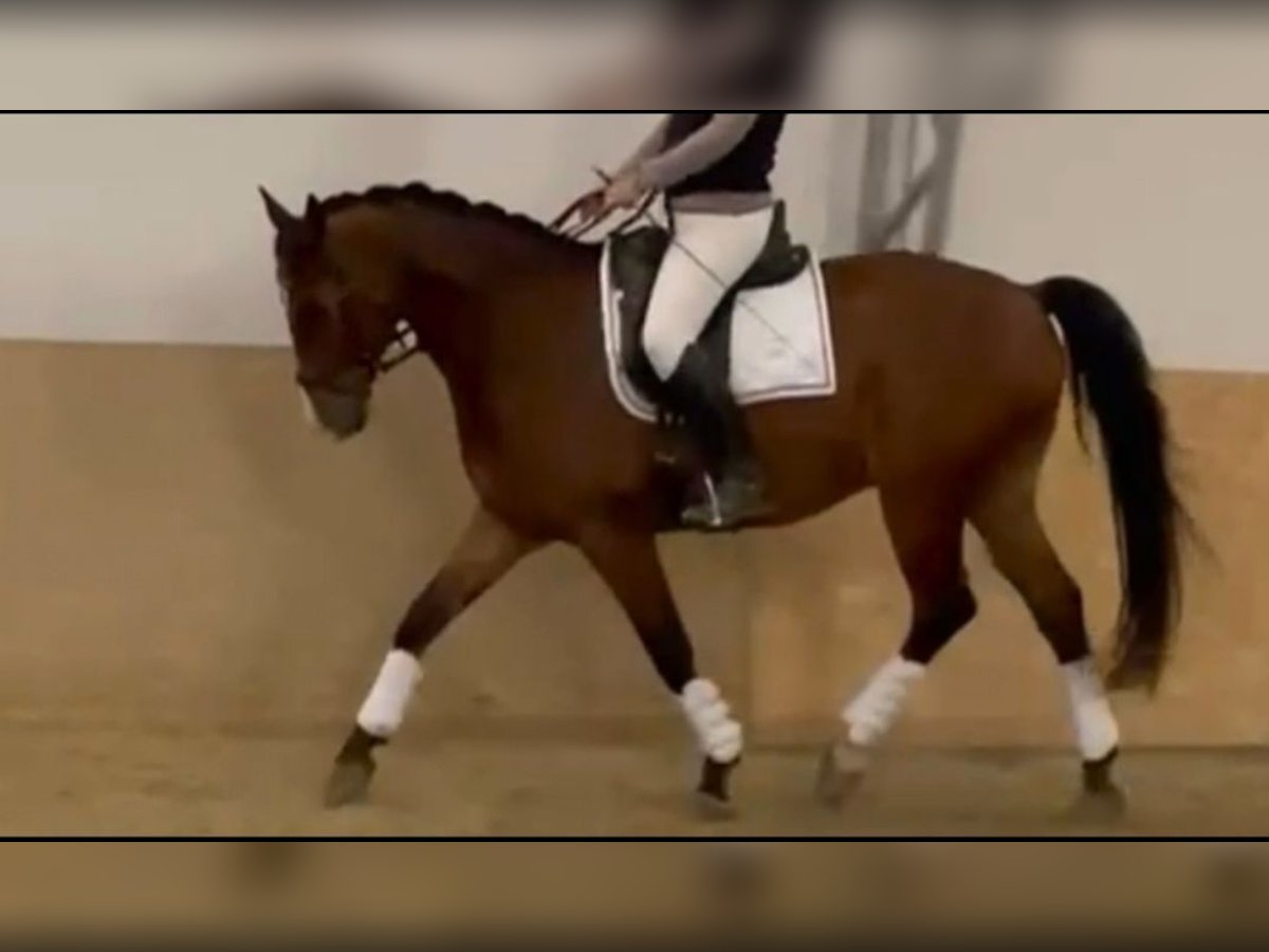 Österreichisches Warmblut Wallach 10 Jahre 173 cm Brauner in Halbturn