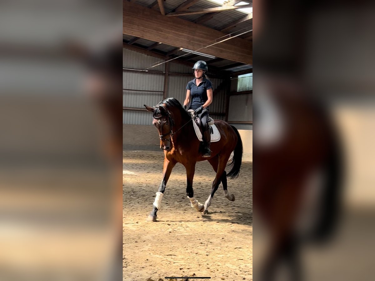Österreichisches Warmblut Wallach 10 Jahre 178 cm Dunkelbrauner in Fintel