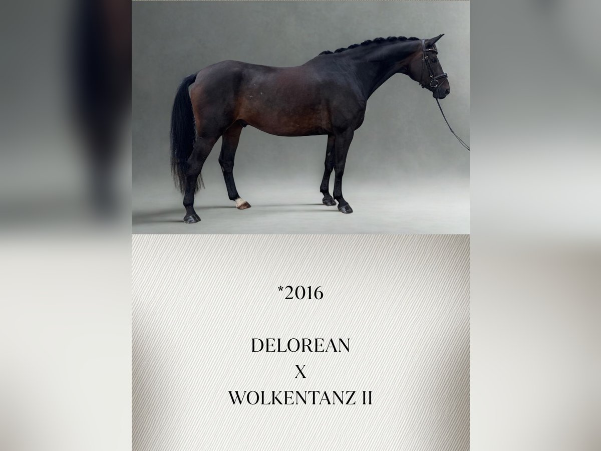 Österreichisches Warmblut, Wallach in Güglingen