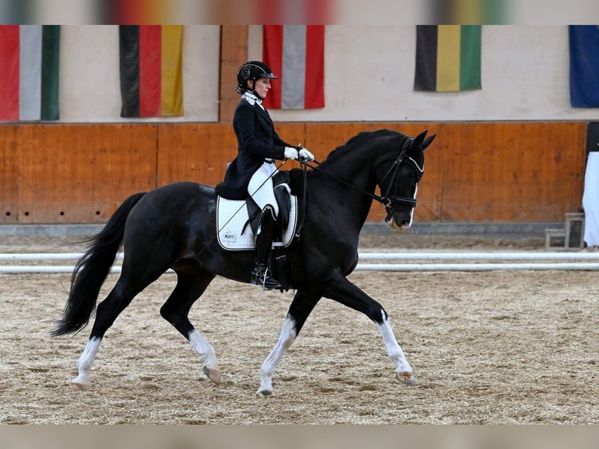 Österreichisches Warmblut Wallach 12 Jahre 164 cm Schwarzbrauner in Göstritz