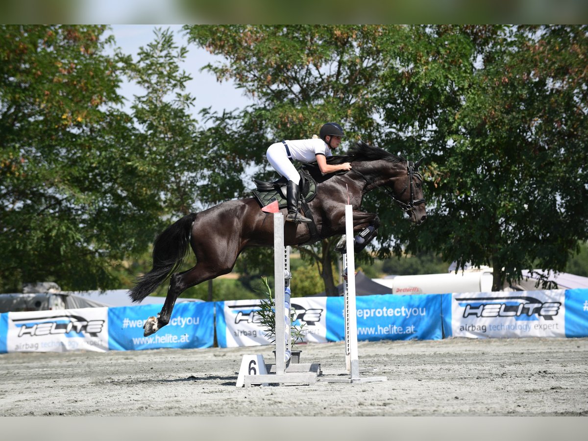 Österreichisches Warmblut Wallach 12 Jahre 168 cm Dunkelbrauner in Neustift-Innermanzing