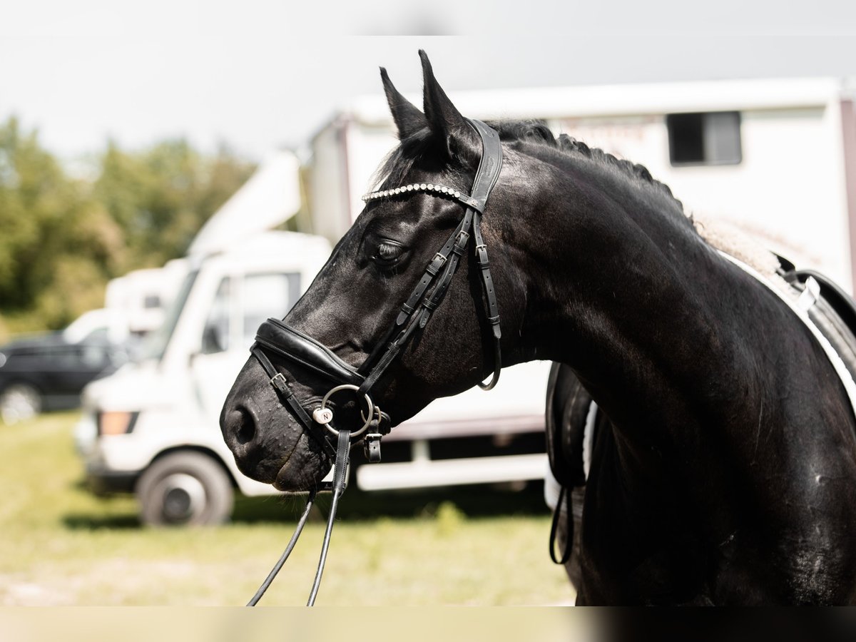 Österreichisches Warmblut Wallach 12 Jahre 168 cm Rappe in Wr. Neutstadt