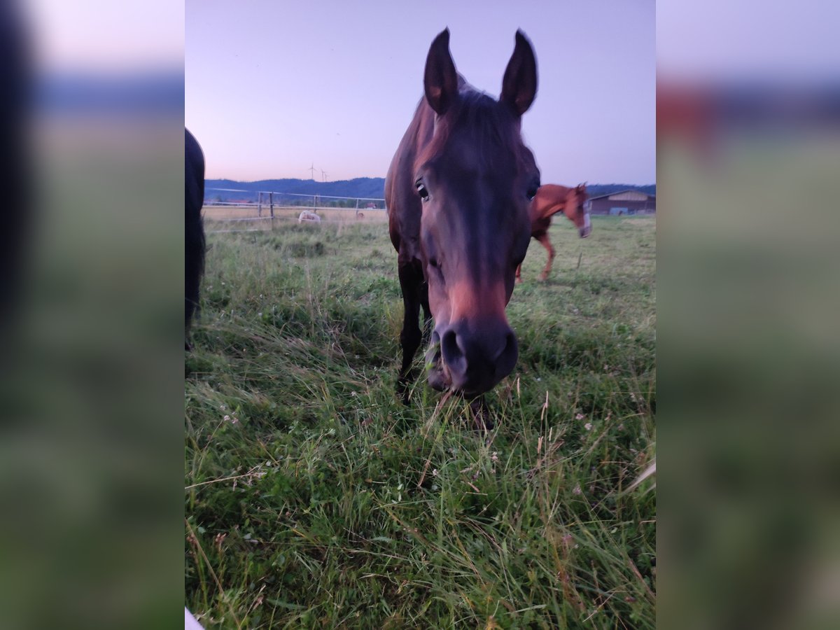 Österreichisches Warmblut Wallach 13 Jahre 162 cm Dunkelbrauner in lengau