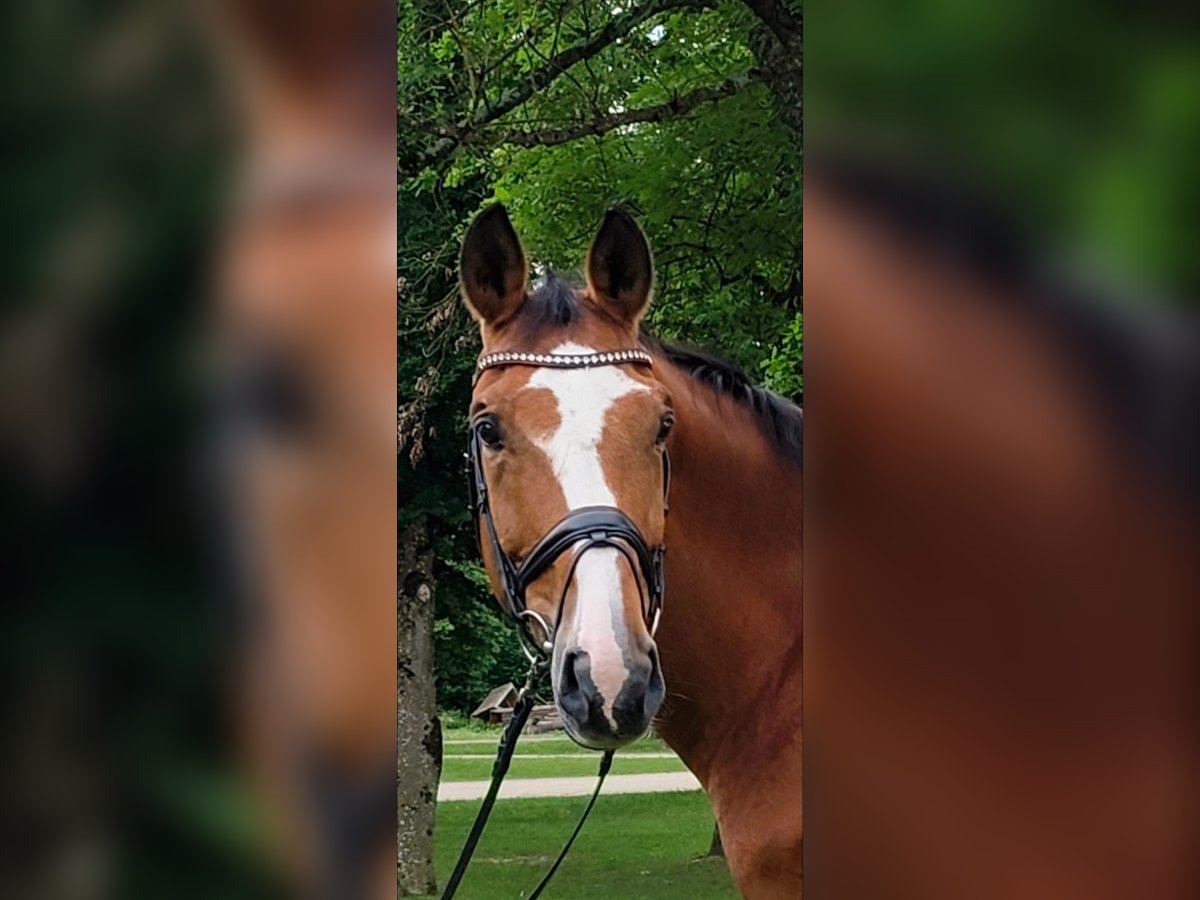 Österreichisches Warmblut Wallach 13 Jahre 173 cm Brauner in Stadl-Paura Österreichisches Warmblut Wallach 13 Jahre 173 cm Brauner in Stadl-Paura