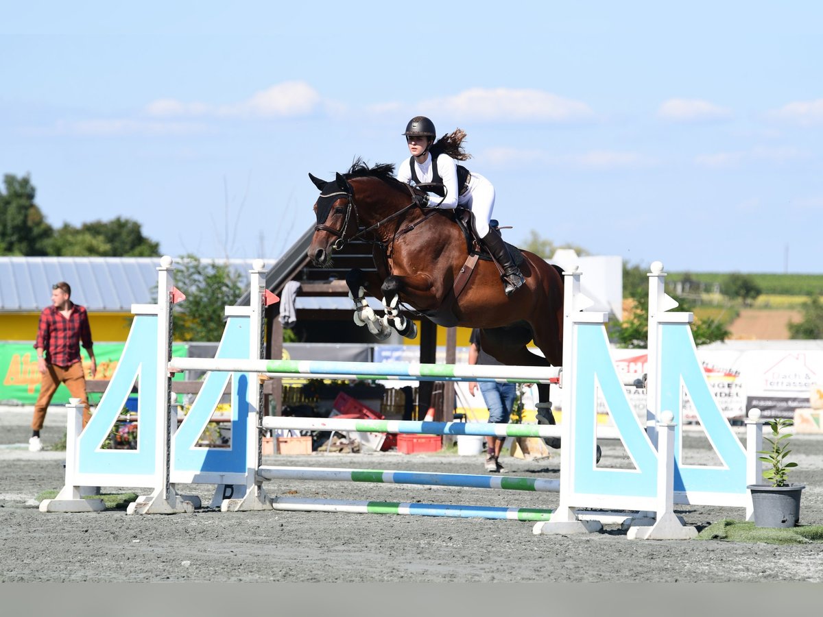 Österreichisches Warmblut Wallach 13 Jahre 175 cm Brauner in Pressbaum