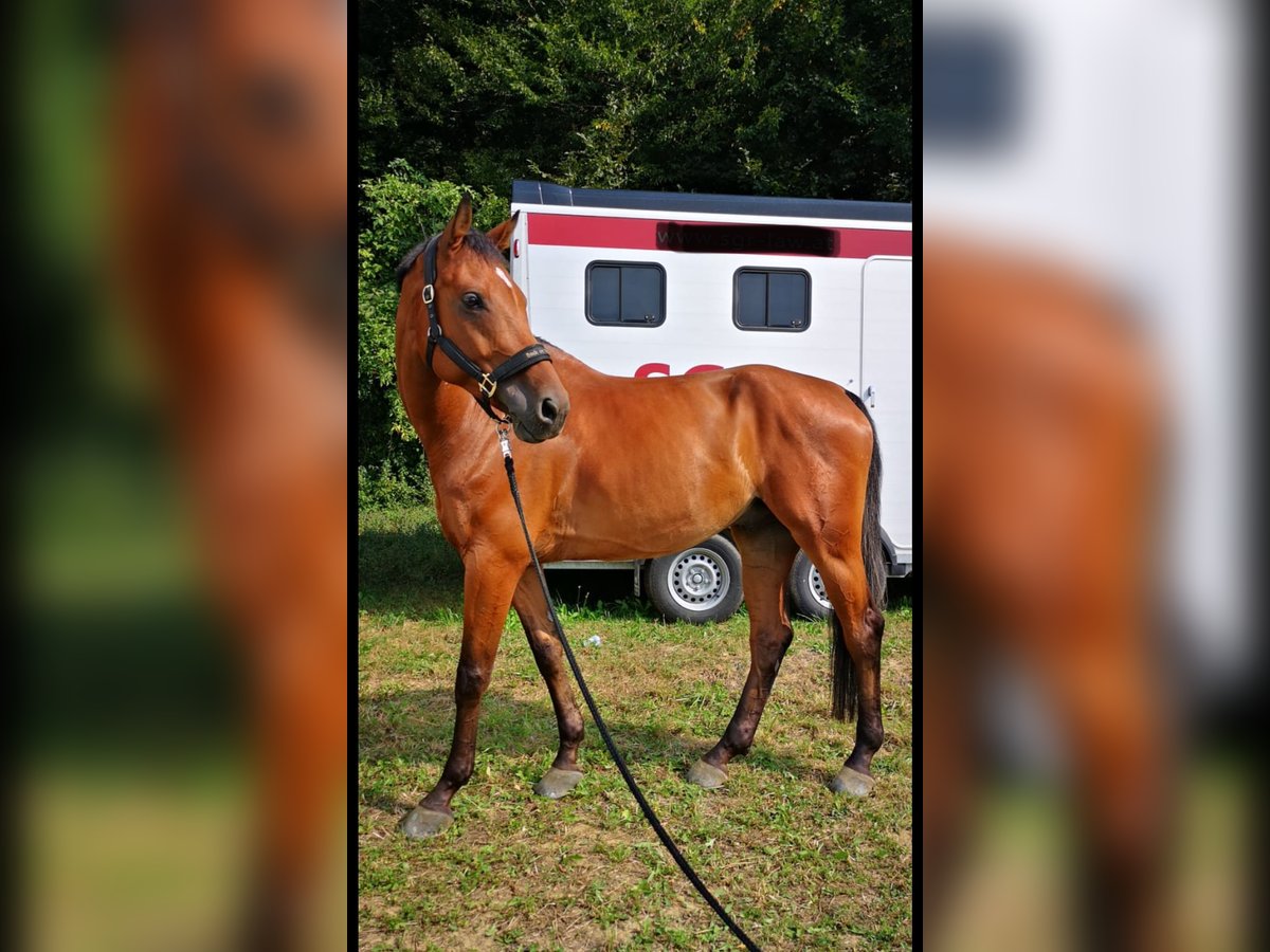 Österreichisches Warmblut Wallach 13 Jahre Brauner in Aying