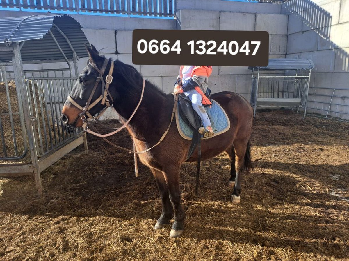 Österreichisches Warmblut Wallach 14 Jahre 142 cm in Obertilliach