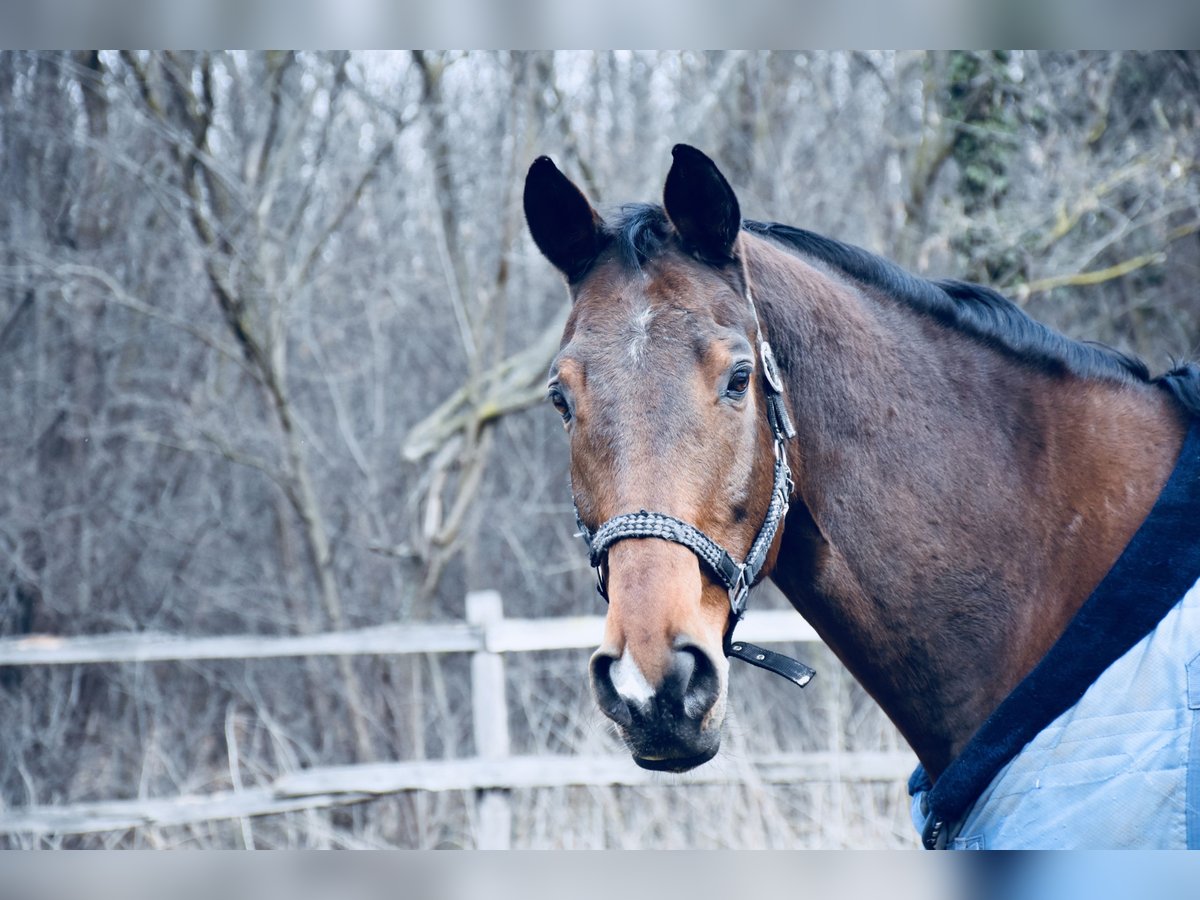 Österreichisches Warmblut Wallach 16 Jahre 182 cm Brauner in Hidegs&#xE9;g