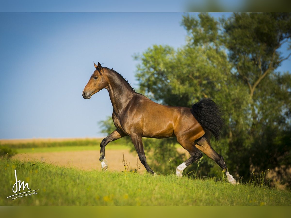 Österreichisches Warmblut Wallach 17 Jahre 162 cm Dunkelbrauner in Obergr&#xFC;nbach