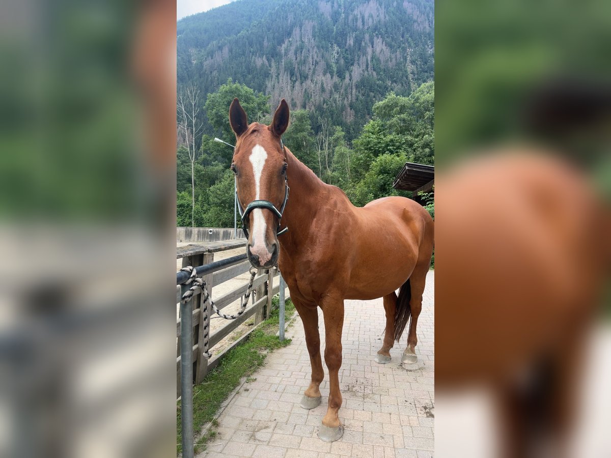 Österreichisches Warmblut Wallach 17 Jahre 173 cm Fuchs in Molini Di Tures