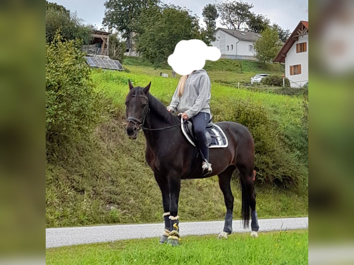 Österreichisches Warmblut Mix Wallach 21 Jahre in Stubenberg
