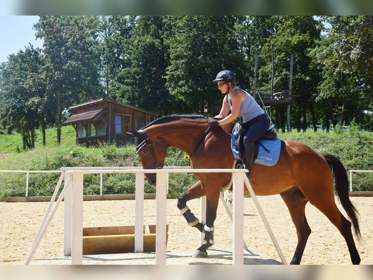 Österreichisches Warmblut Wallach 23 Jahre 178 cm Brauner in Lohnsburg
