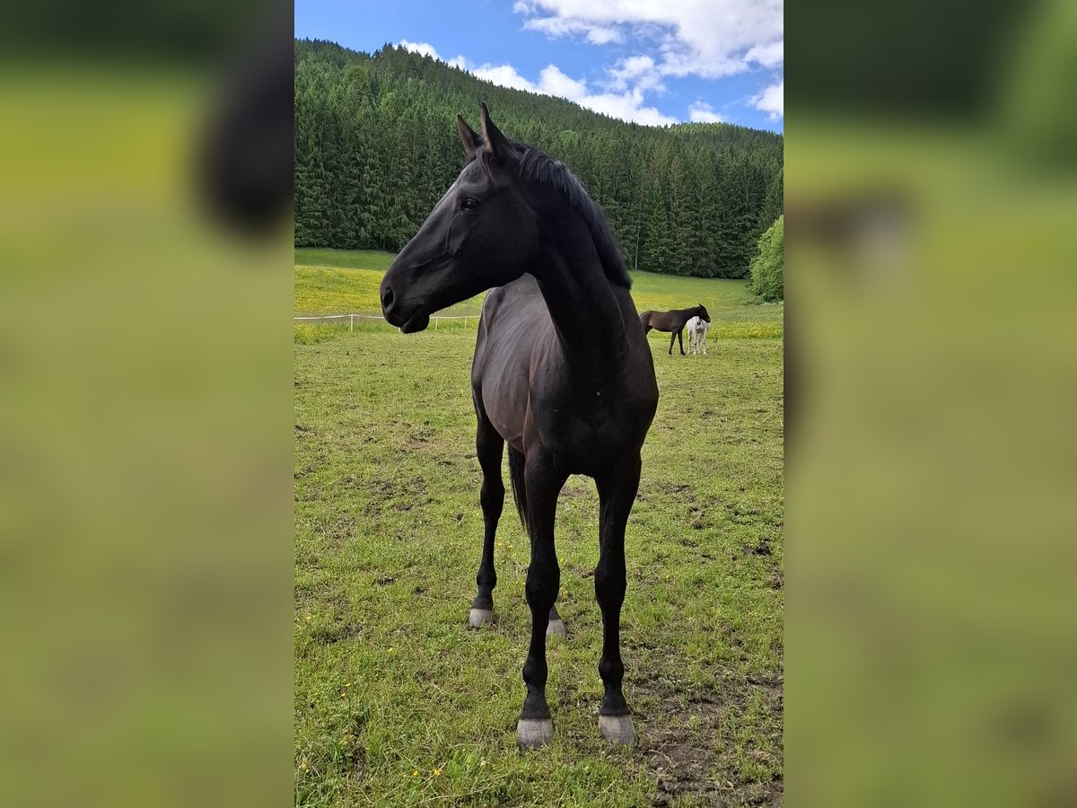 Österreichisches Warmblut Wallach 2 Jahre 165 cm Rappe in Sutsch