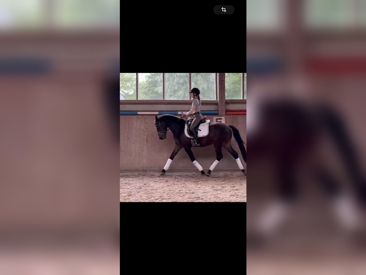 Österreichisches Warmblut Wallach 3 Jahre 155 cm Dunkelbrauner in Ibbenbüren