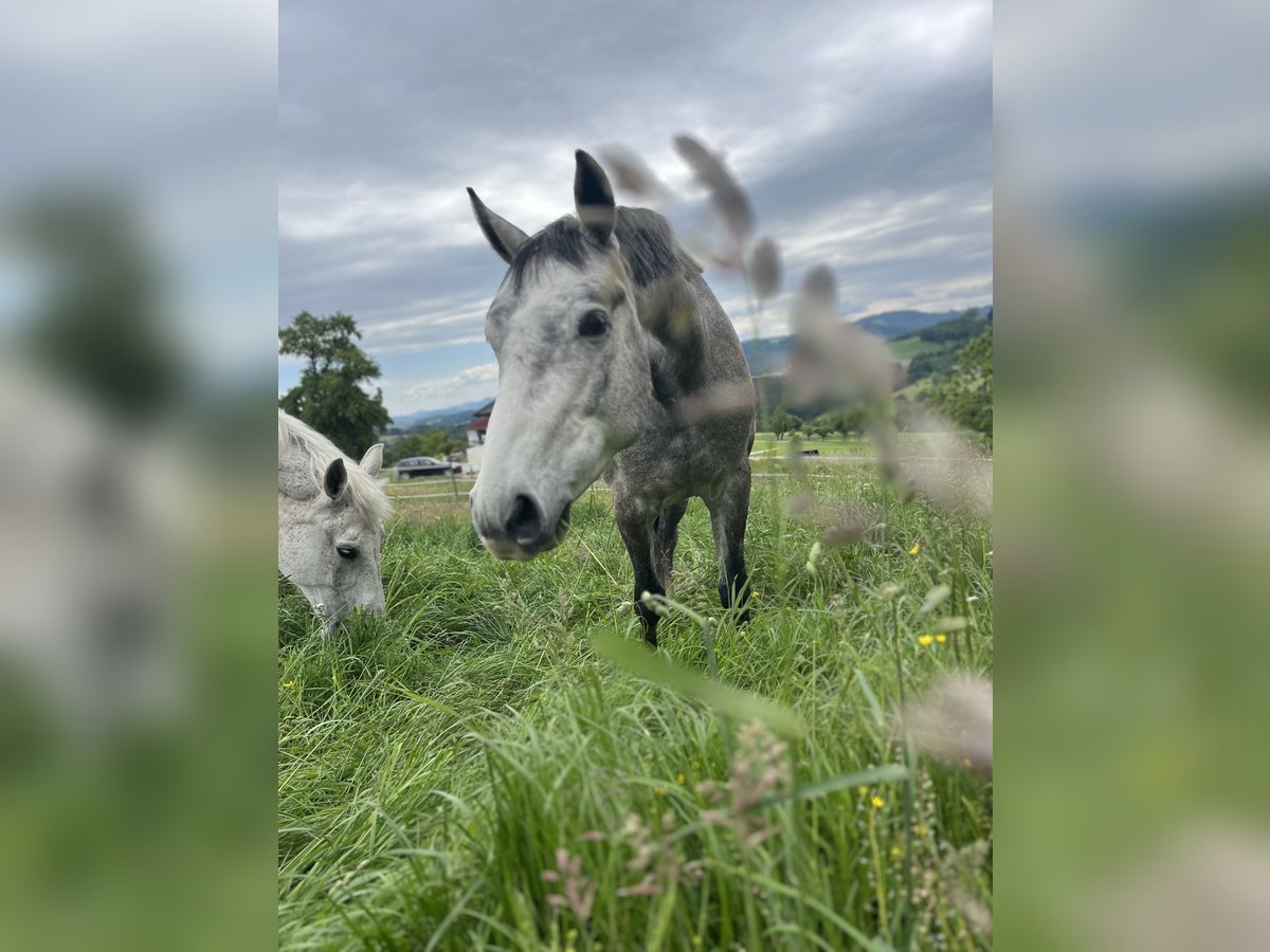 Österreichisches Warmblut Wallach 3 Jahre 160 cm Apfelschimmel in Wang