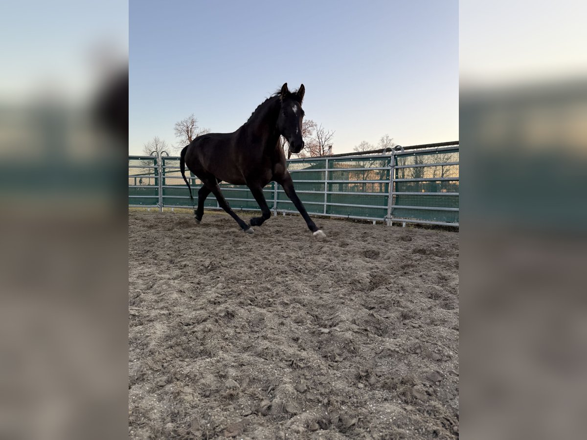 Österreichisches Warmblut Mix Wallach 3 Jahre 160 cm Brauner in Laa an der Thaya