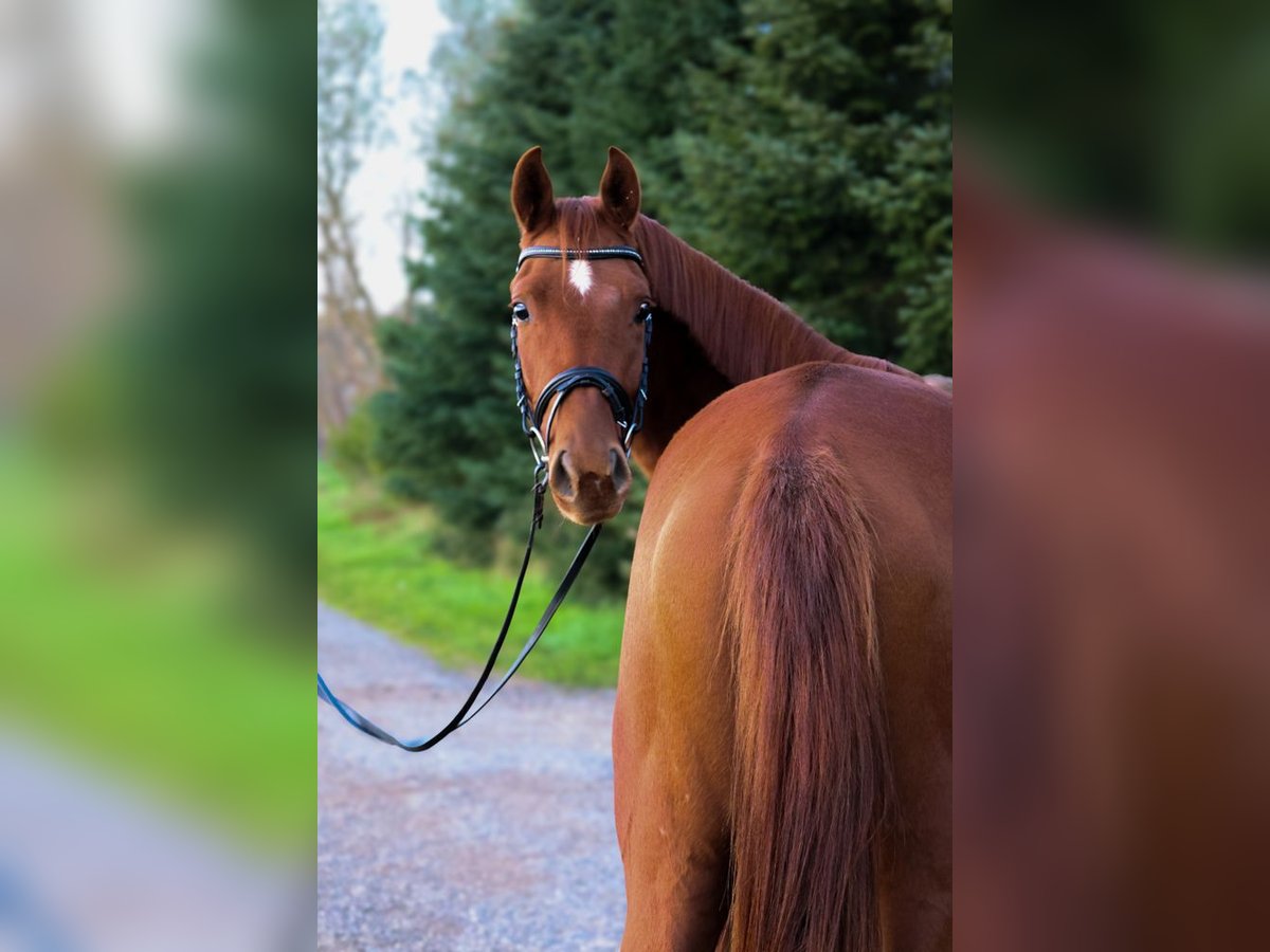 Österreichisches Warmblut Wallach 3 Jahre 160 cm Fuchs in Güssing