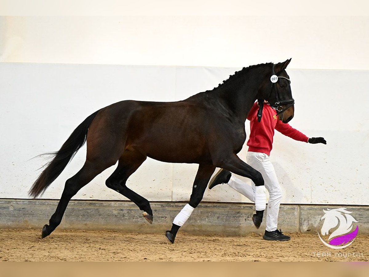 Österreichisches Warmblut Wallach 3 Jahre 165 cm Brauner in Pennewang