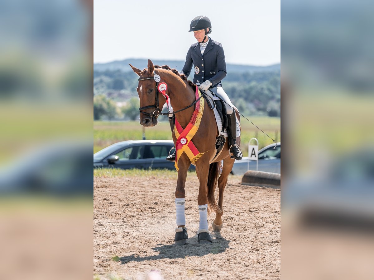 Österreichisches Warmblut Wallach 3 Jahre 166 cm Fuchs in Gleisdorf