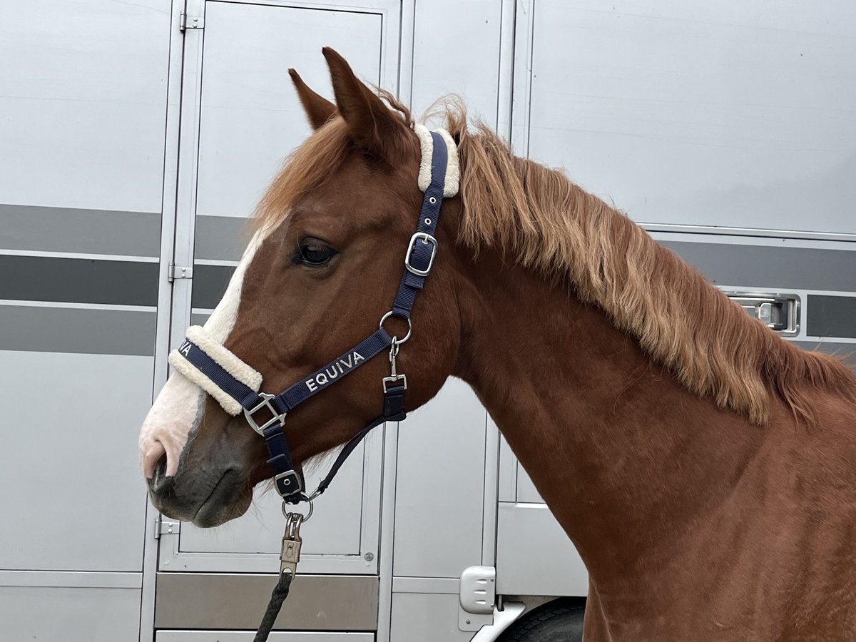 Österreichisches Warmblut Wallach 3 Jahre 168 cm Fuchs in Heiligenkreuz